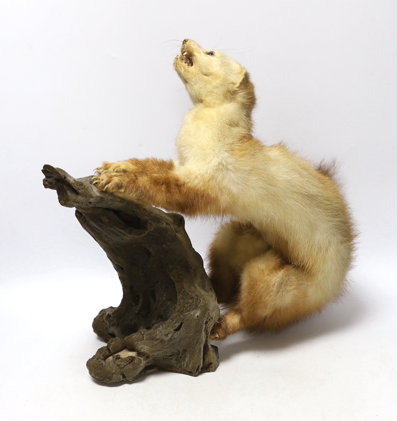 A taxidermy ferret on branch, 46cm wide